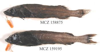 Media type: image; Ichthyology 159195